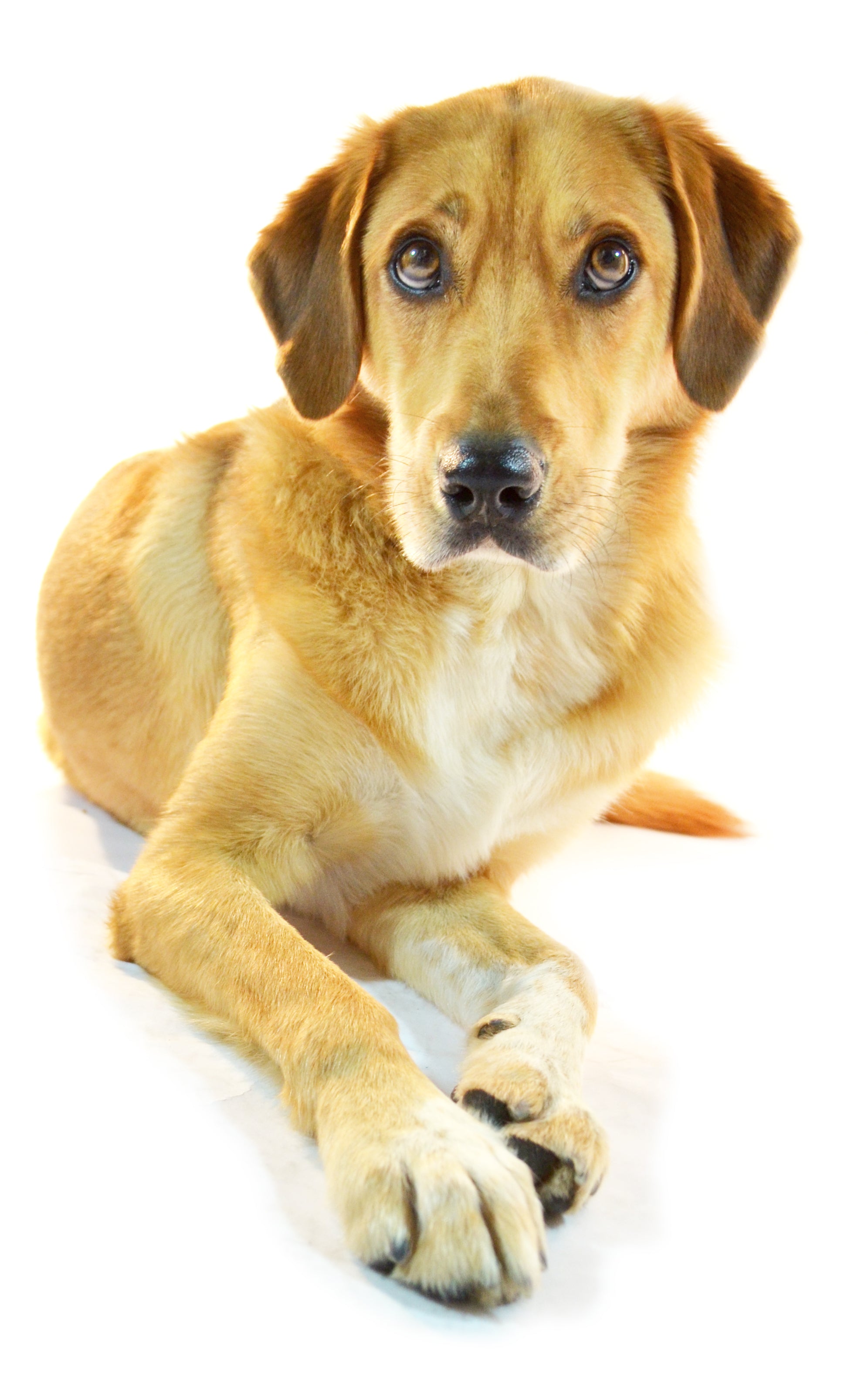 A mix-breed dog with yellow fur sitting down against a white background and looking directly into the camera.