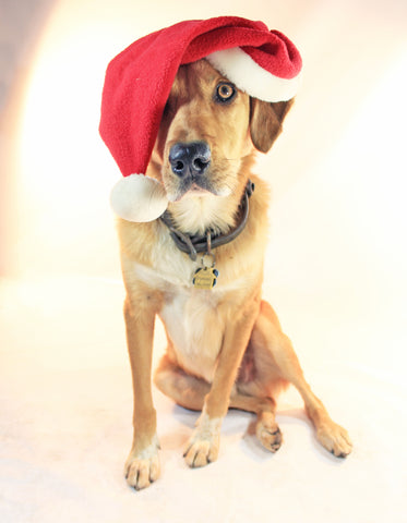 Dog in santa hat - pet Christmas gifts 