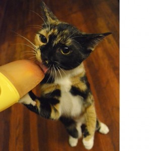multicolored cat eating popsicle