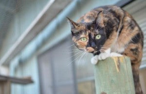 cat on perch looking at camera