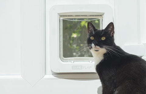 black cat next to sureflap microchip pet door connect 