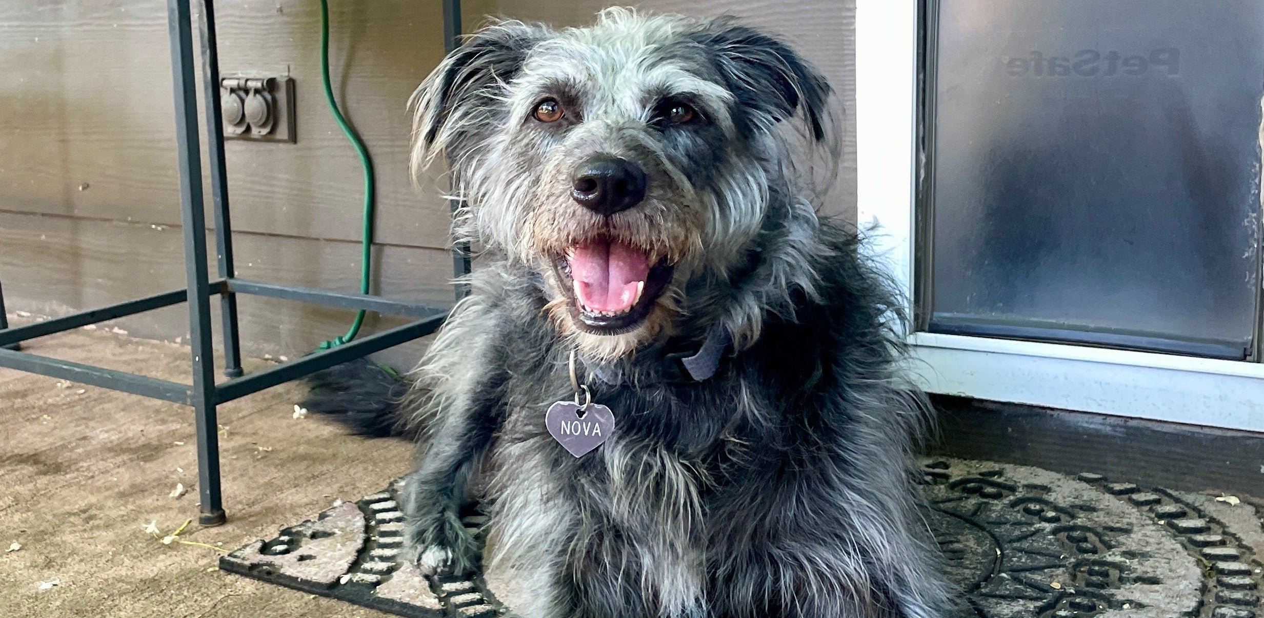 dog smiling at camera