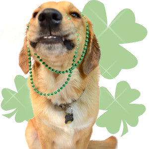 dog wearing green saint patrick's day beads in front of green clovers