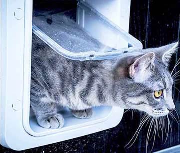 What is the best electric pet door: the Sureflap or the Cat Mate cat door?