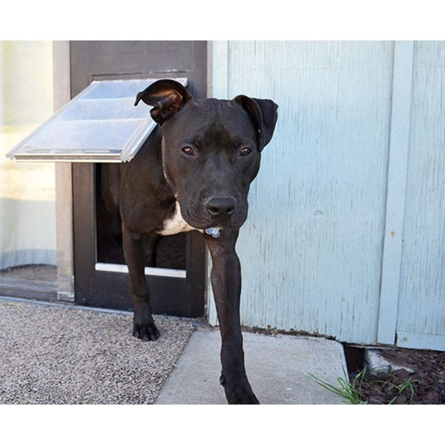 black dog using endura flap pet door