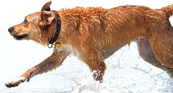 mixed breed dog running through ocean