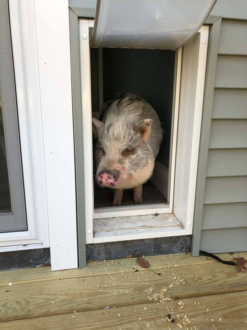 pig using the Endura Flap pet door for extreme weather and energy efficiency