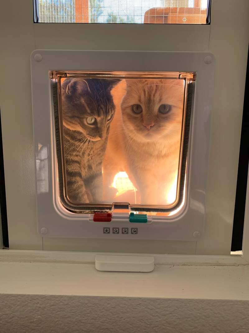 two cats huddle close to the flap of the Cat Mate Electronic Cat Door