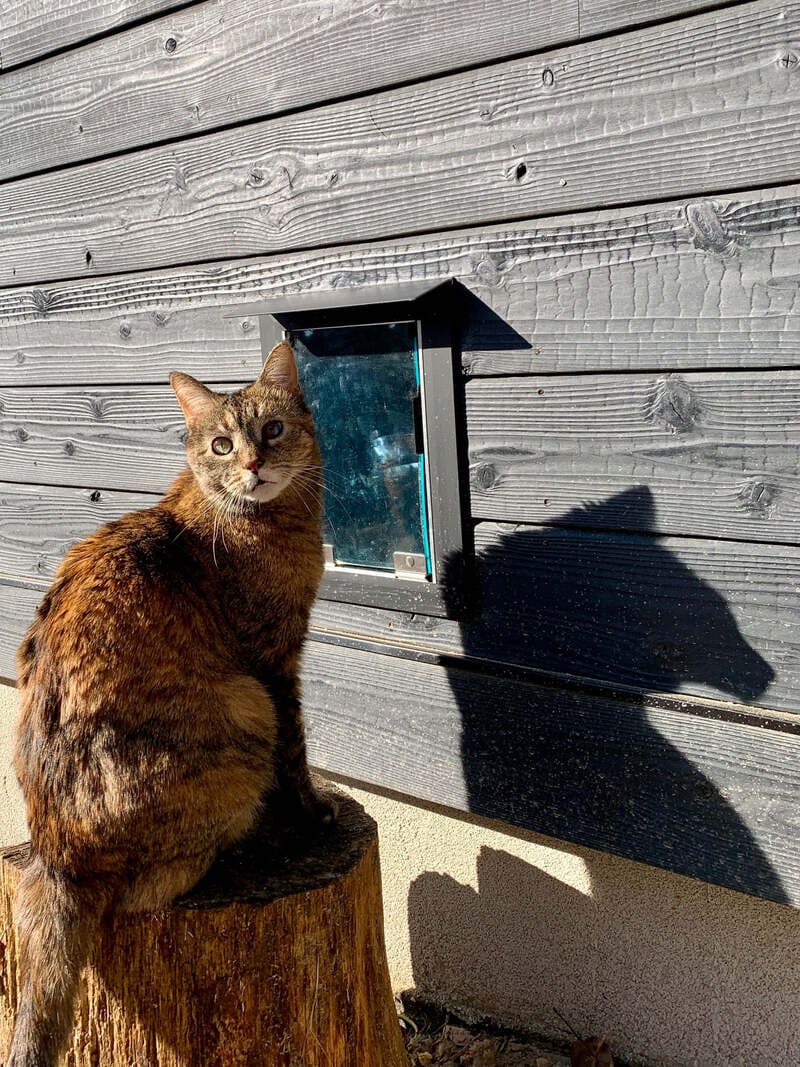 Cat posing by the Hale Wall Mount Doggie Door