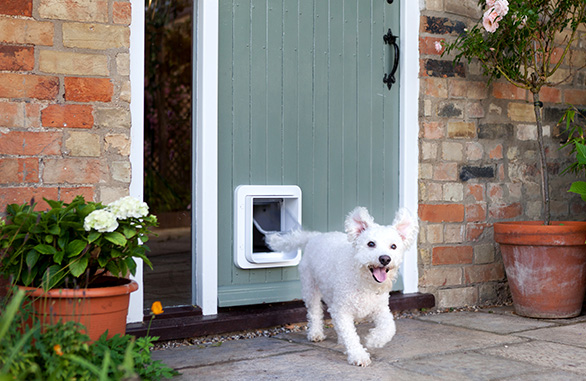 dog using sureflap door