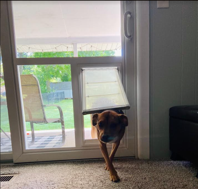 door with window and dog door