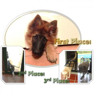 First, second, and third place winners for the contest using pet doors