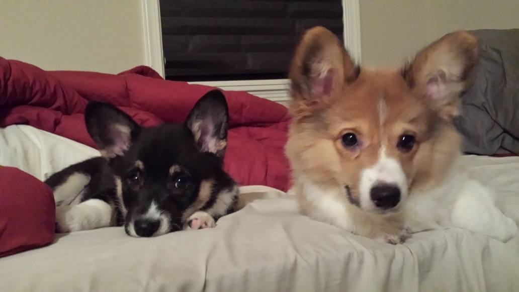 The corgi pups perfected the sad eyes and it's working!