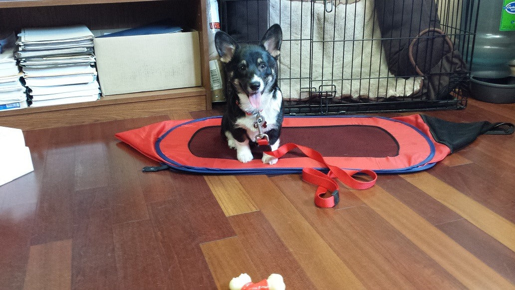 Tonks playing in Nick's office about to attack the camera 