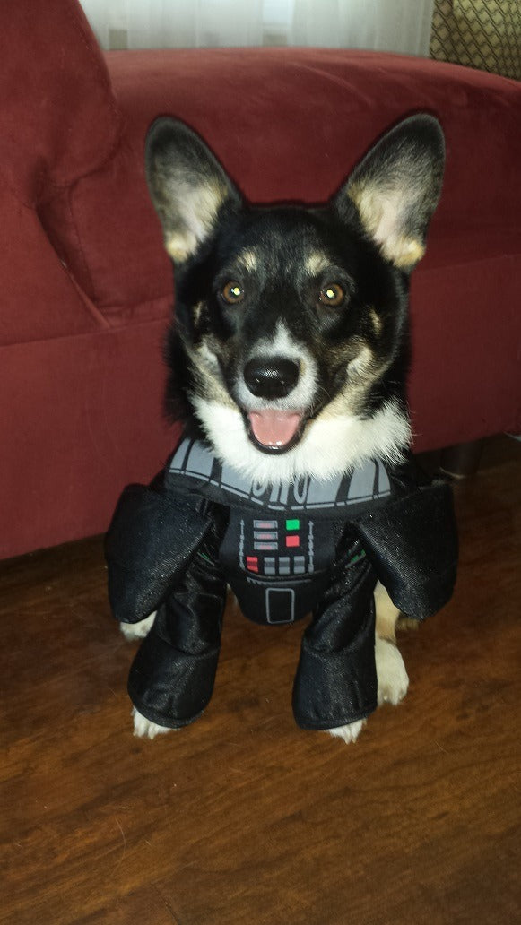 Dogs in offices have a blast on holidays! Tonks in her Halloween costume 