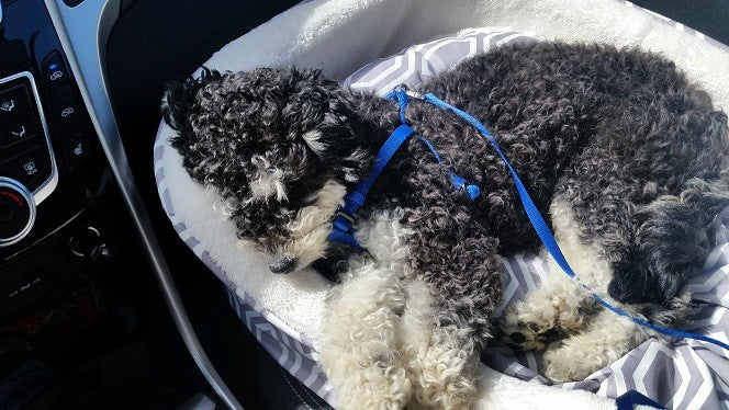 Puppy pictures cute Louie knows how to relax and soak up the sun while driving to the office 