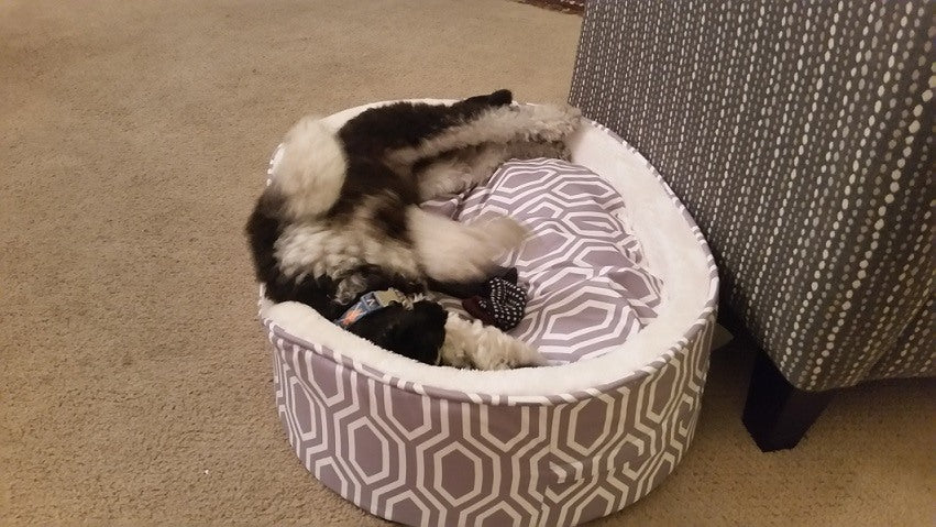 Louie enjoying his luxurious bed and showing off!