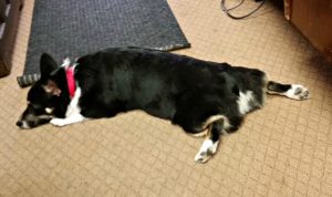 long hair dog lying down thinking about best dog hair remover - how to get dog hair out of carpets