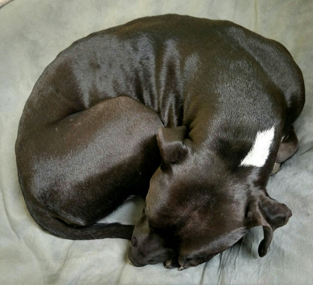 dog curled up sleeping