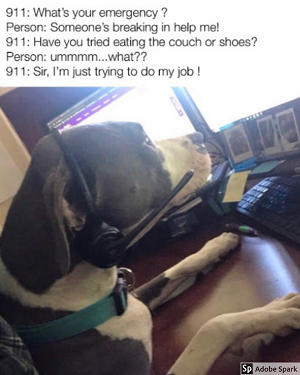 A dog wearing a 911-phone operator headset. The dog is trying trying to help someone who is being robbed by suggesting they chew on some shoes. 