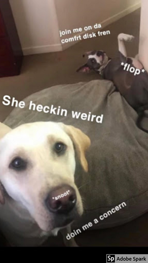 A dog 'flopped' over on a dog bed asks a blond dog to 'join me on da comfrt disk fren.' The other dog with says 'she heckin weird' and 'doin me a concern'