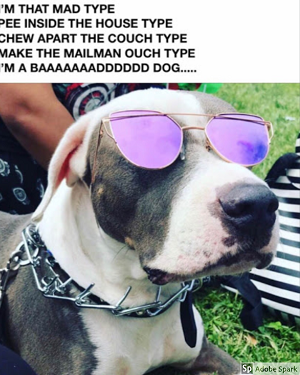 A dog wearing cool purple glasses with paroady lyrics to Billie Eilish's song 'Bad Guy' and=