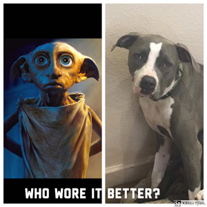 A side by side picture of Dobby from Harry Potter and a pitbull with similiar floppy ears labeled 'Who wore it better?'