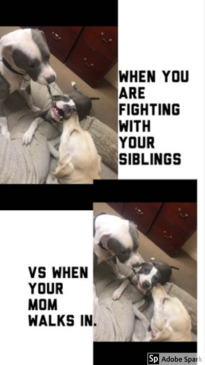 Two dogs trying to steal a toy from a third, happy looking dog followed by a picture of the same three dogs with third dog now looking said. Black text reads: 'When you are fighting with your siblings vs. When your mom walks in.' 