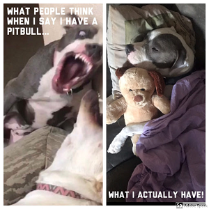 A vicious pitbull followed by the same pitbull sleeping with a teddy bear. White text reads 'what people think when I say I have a pitbull... what I actually have!' 