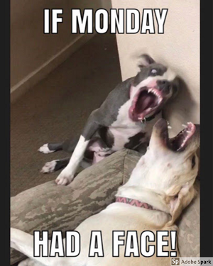 A vicious looking pitbull in mid lunge to bite another dog, labeled with white text 'If Monday had a face!' 