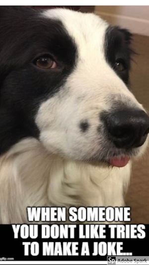 A judgemental black and white dog looking at the camera. White text reads 