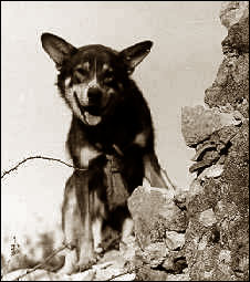 Beloved WWII dog Chips - military working dogs 