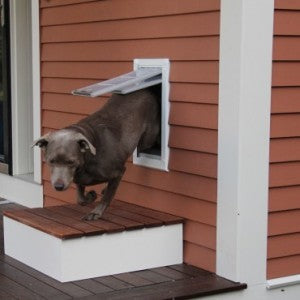 Pitbull mix dog walking outside from inside through an Endura Double Flap dog door built into the wall