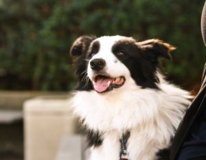 mikey the border collie for ISTJ