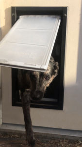 dog using pet flap - how to install a doggie door 