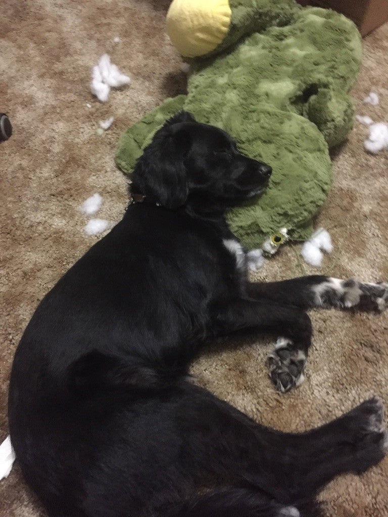 Max needs to rest after wreaking havoc on stuffed animals 