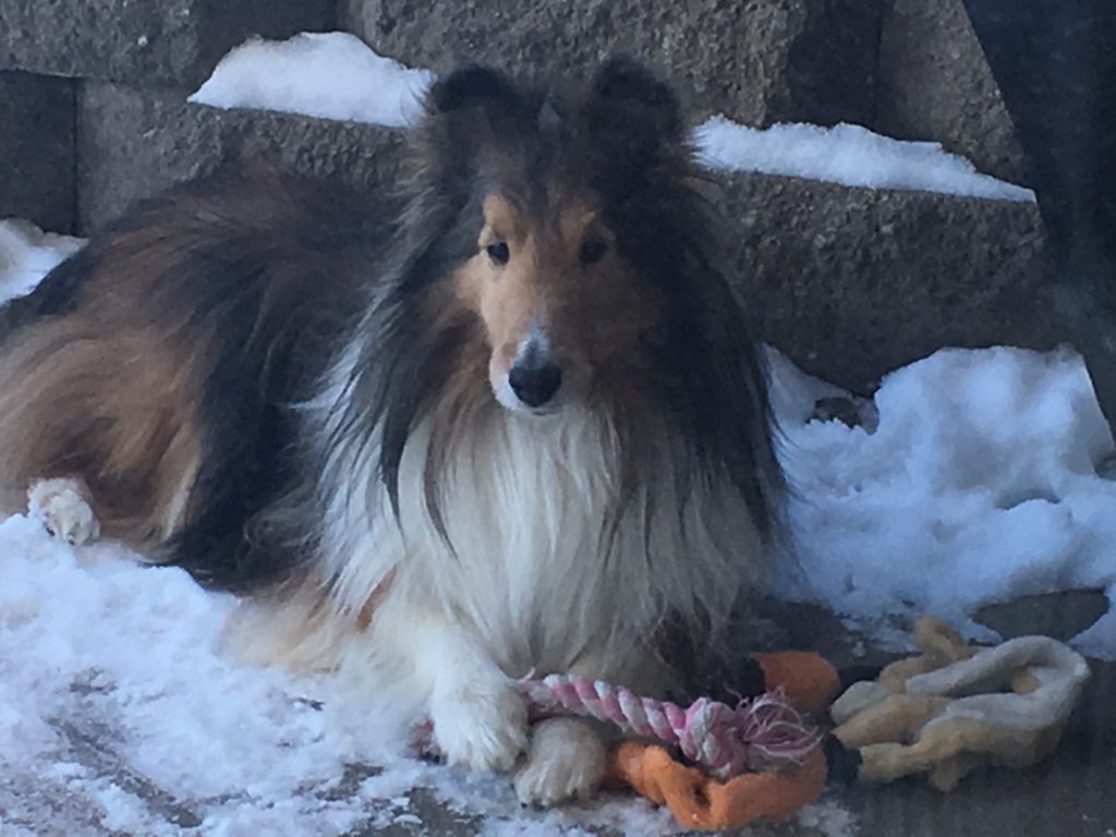 Ian the Shelty playing with his dog toys outside in the snow