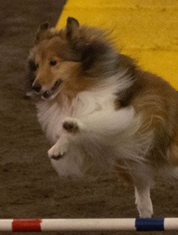 Tessa the shetland sheepdog doing an agility competition