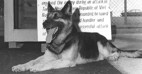 Vietnam War German Shepard Kaiser - special forces dog 