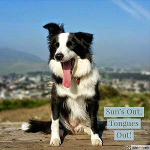 A Border Collie sitting outside and yawning so that its tongue looks huge. Text reads: 'Sun's Out, Tongues Out!' 