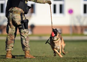 training regimen armored dogs for military combat