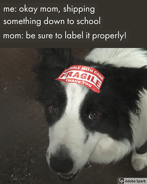 A border collie with a 'fragile' shipping sticker on its head. The text above: 'me: okay mom, shipping something down to school. mom: be sure to label it properly.' 