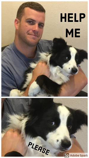 A border collie being held by a man and pleading 'help me.' The camera zooms on the dog's face when it says 'please.' 