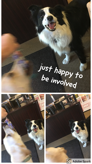 A black and white dog looking happy at the camera while saying 'just happy to be involved' while a different dog in motion blur plays intensely with a toy. 