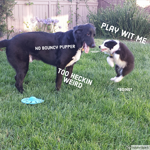 A small dog 'boinging' into the air demanding 'play wit me.' An older dog says 'no bouncy pupper' and 'too heckin weird.'