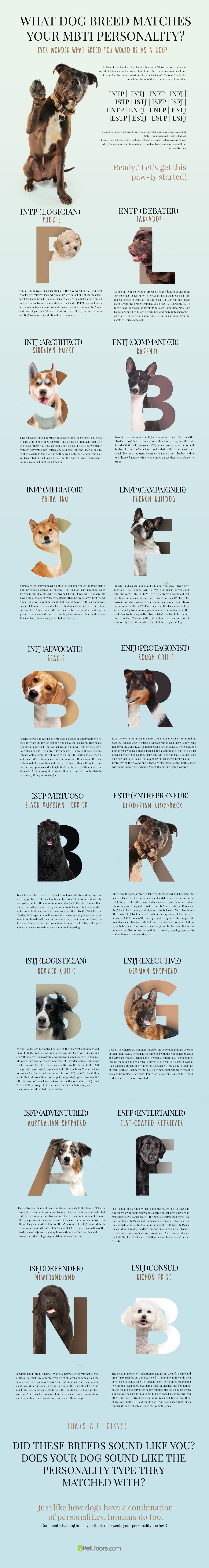 mbti dog personality infographic - how to choose the right dog for you