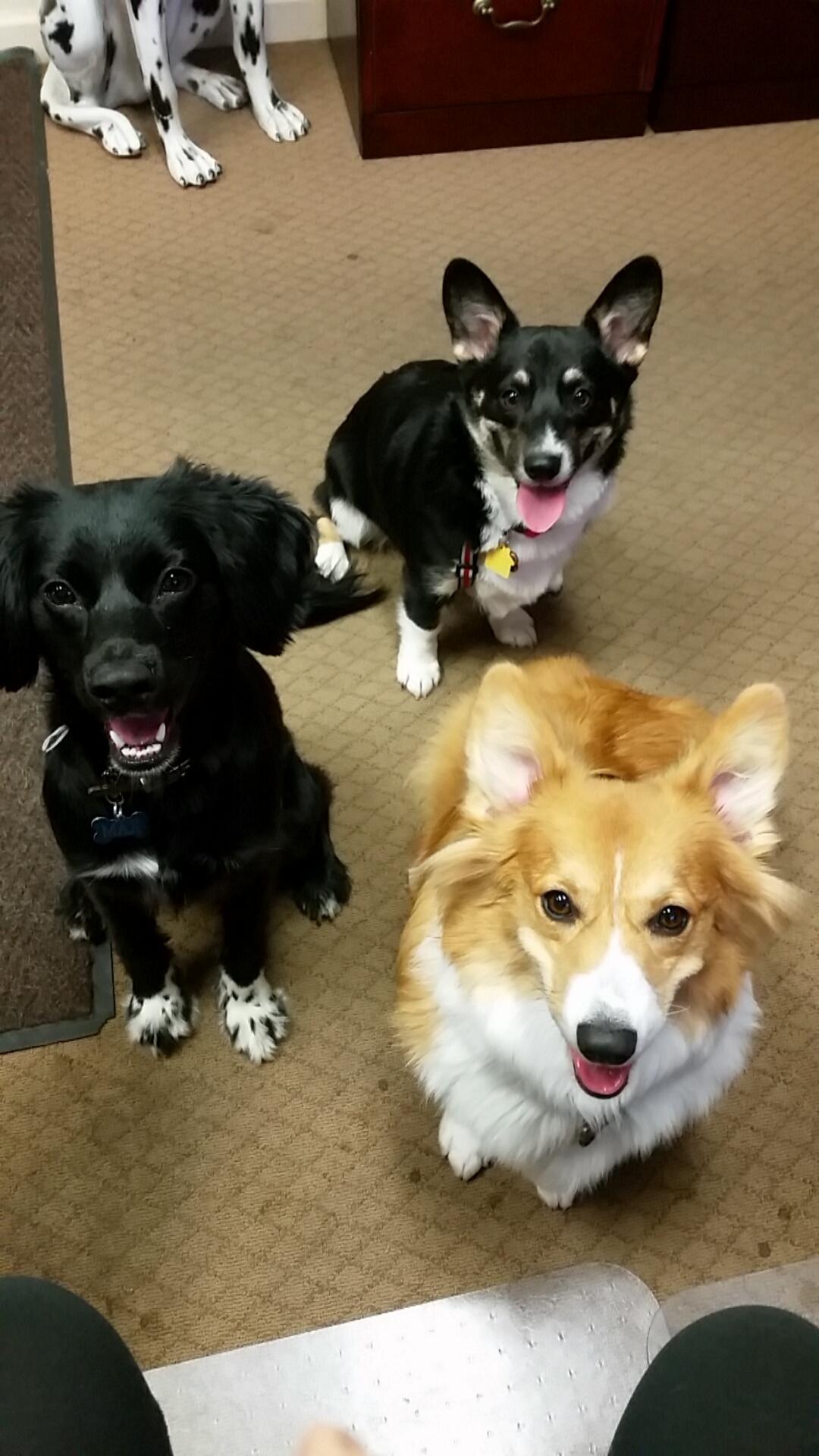 Enjoy some cute puppies videos and cute puppies pictures of our office pups