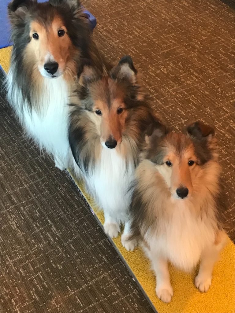 Three shelty dogs sitting to pose for the camera