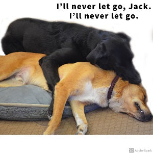 A black top laying on top and cuddling an sleeping orange dog. The black dog says 'I'll never let go, Jack. I'll never let go.' 