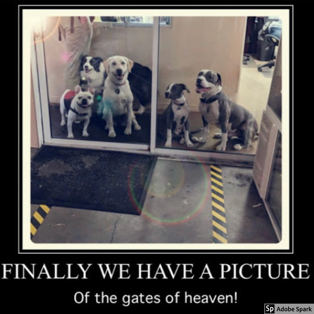 Five dogs crowding glass sliding doors surrounded by a black border with white text that says 'Finally we have a picture of the gates of heaven!' 
